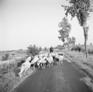 Schaapherder met een kudde schapen op de weg op de achtergrond een boerderij, Bestanddeelnr 191-0660