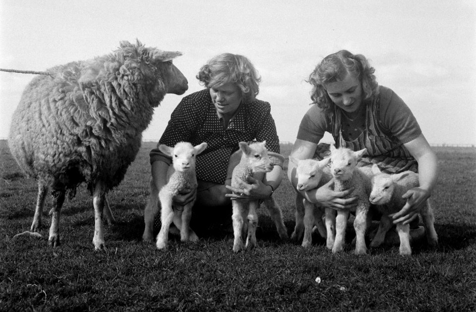 Schaap met vijf lammetjes van G. Post te Genemuiden, Bestanddeelnr 904-4822