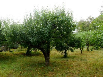 Schöner aus Nordhausen Freilichtmuseum Roscheider Hof Ganzer Baum H4