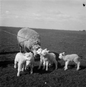 Schaap met vijf lammetjes van G. Post te Genemuiden, Bestanddeelnr 904-4821