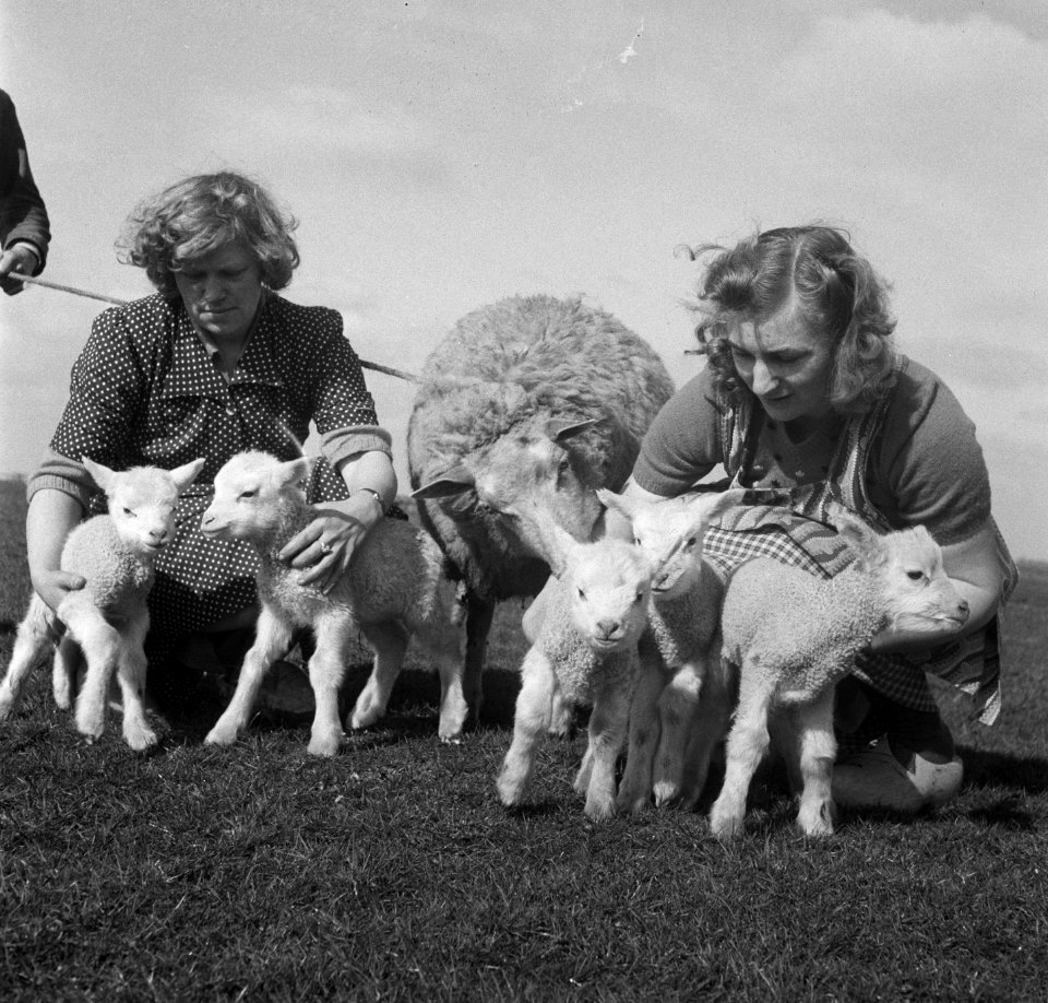 Schaap met vijf lammetjes van G. Post te Genemuiden, Bestanddeelnr 904-4824