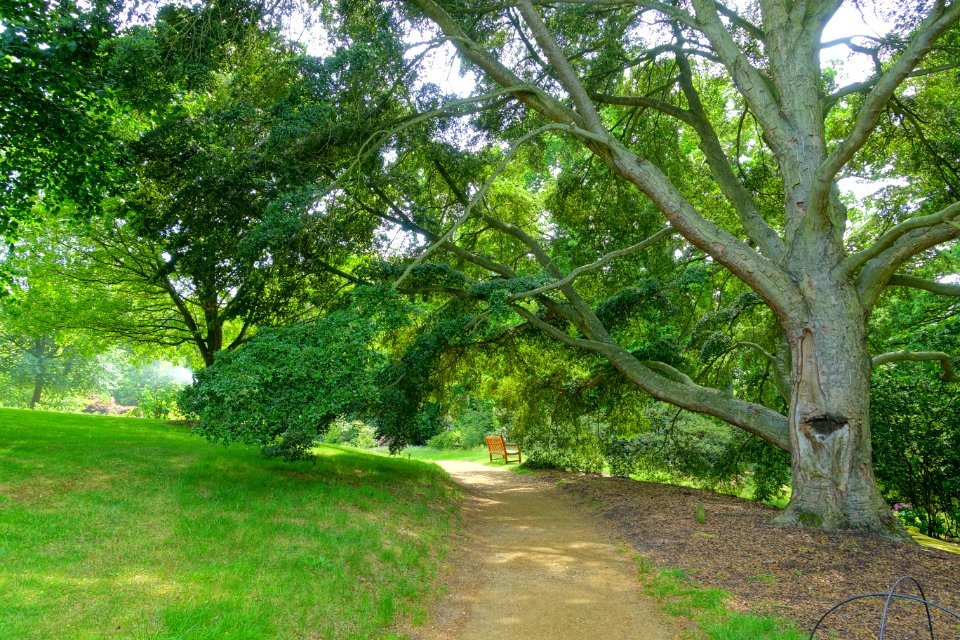 Savill Garden - Windsor Great Park, England - DSC06316
