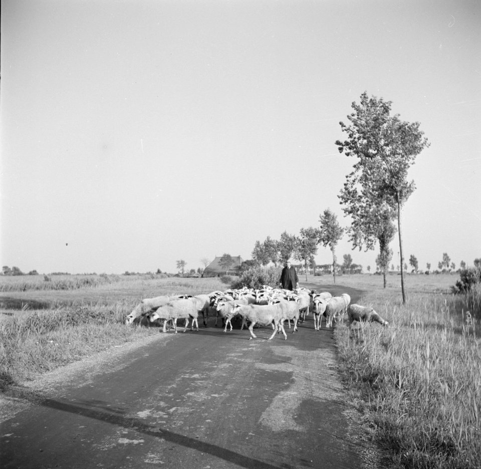 Schaapherder met een kudde schapen op de weg op de achtergrond een boerderij, Bestanddeelnr 191-0658