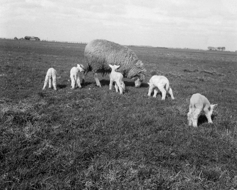 Schaap met vijf lammetjes van G. Post te Genemuiden, Bestanddeelnr 904-4823