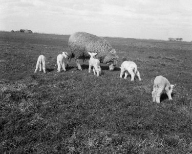 Schaap met vijf lammetjes van G. Post te Genemuiden, Bestanddeelnr 904-4823