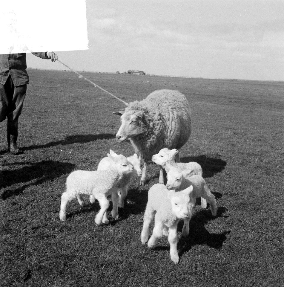 Schaap met vijf lammetjes van G. Post te Genemuiden, Bestanddeelnr 904-4825