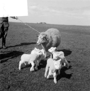 Schaap met vijf lammetjes van G. Post te Genemuiden, Bestanddeelnr 904-4825