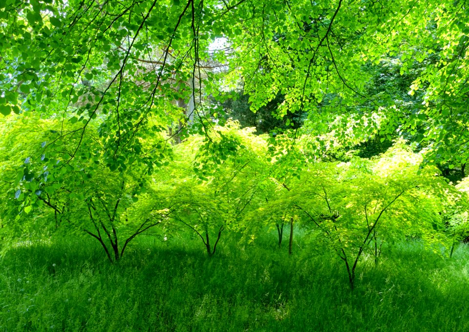 Savill Garden - Windsor Great Park, England - DSC06318