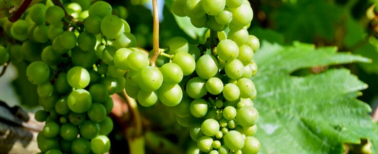 Henkel grape close up