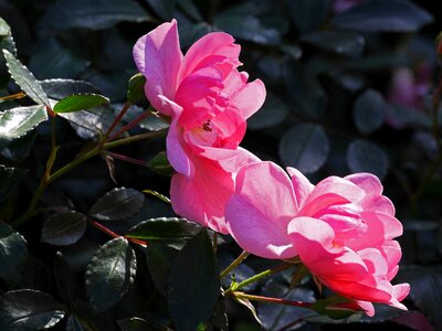 Bush rose shrub rose flowers photo