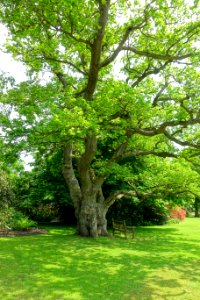 Savill Garden - Windsor Great Park, England - DSC06400 photo