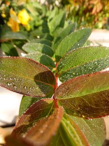 St john's wort leaf ripe