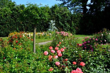 Saverne, Roseraie (16)