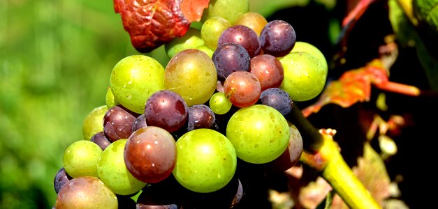 Henkel grape close up