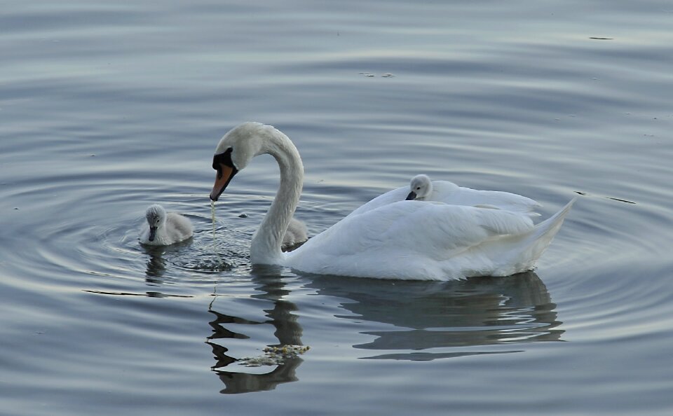Parent white water