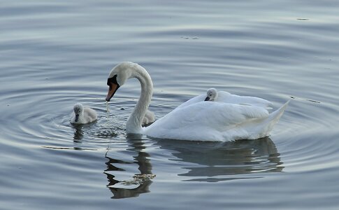 Parent white water