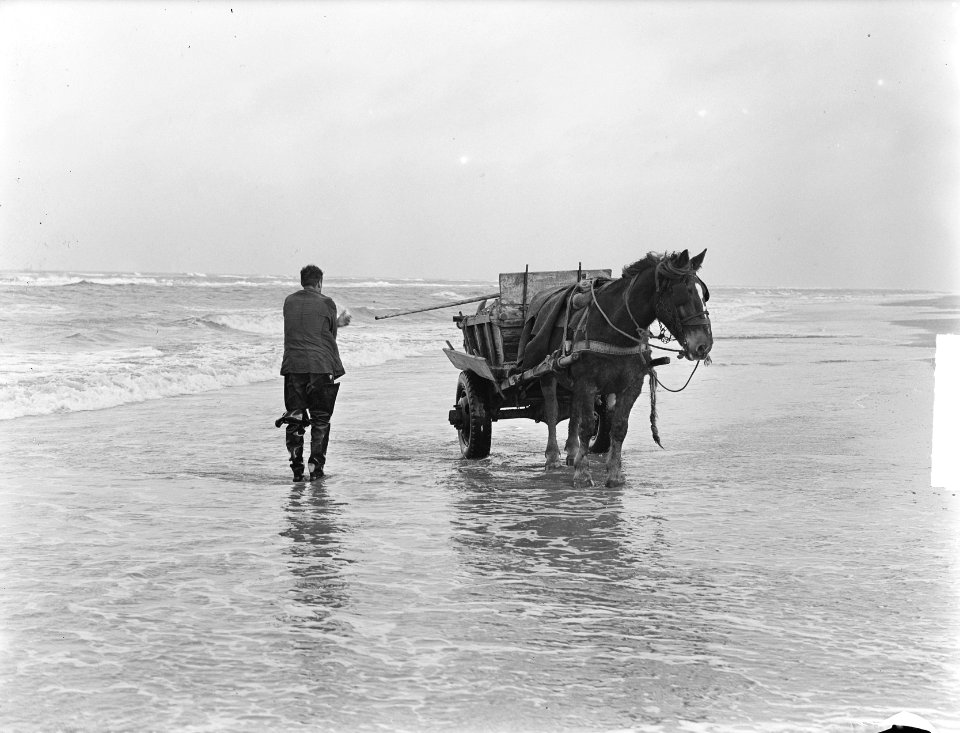 Schelpenvissen in Zandvoort, Bestanddeelnr 904-4416