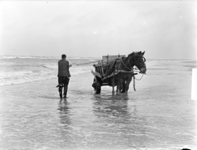 Schelpenvissen in Zandvoort, Bestanddeelnr 904-4416