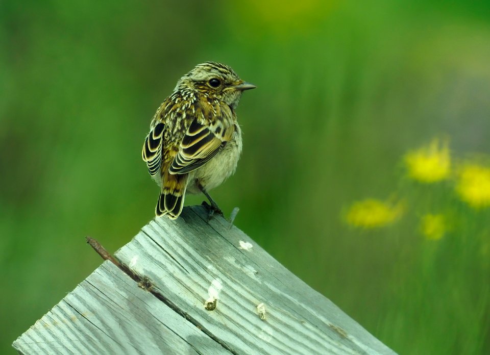 Saxicola rubetra Oulu Finland 2020-07-19