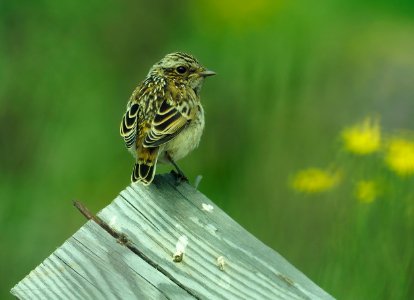 Saxicola rubetra Oulu Finland 2020-07-19