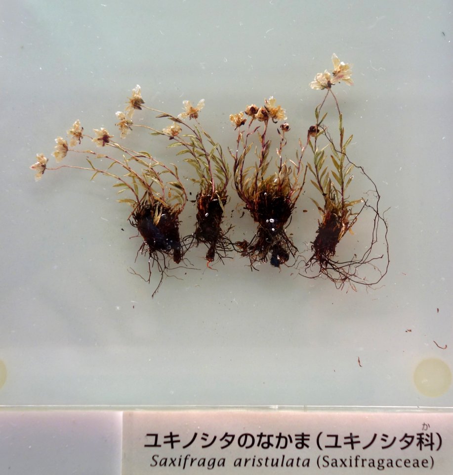 Saxifraga aristulata - National Museum of Nature and Science, Tokyo - DSC07483