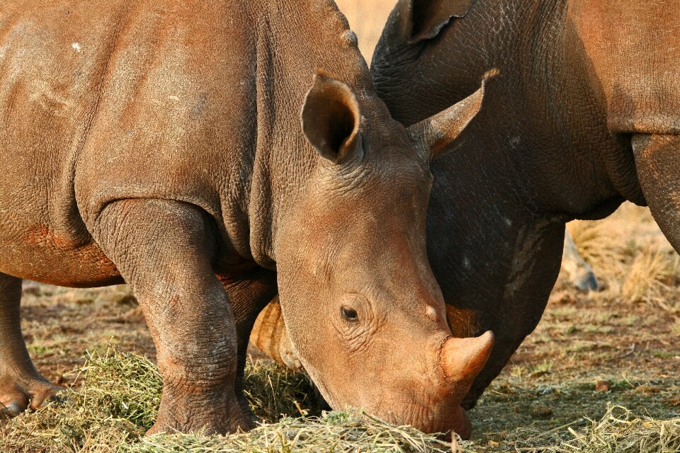 Rhinoceros wildlife horn
