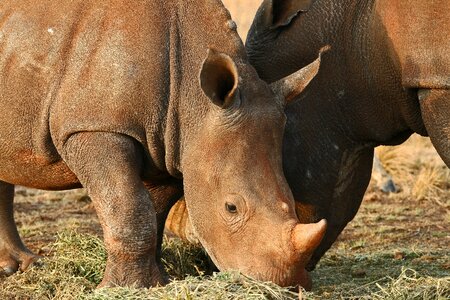 Rhinoceros wildlife horn