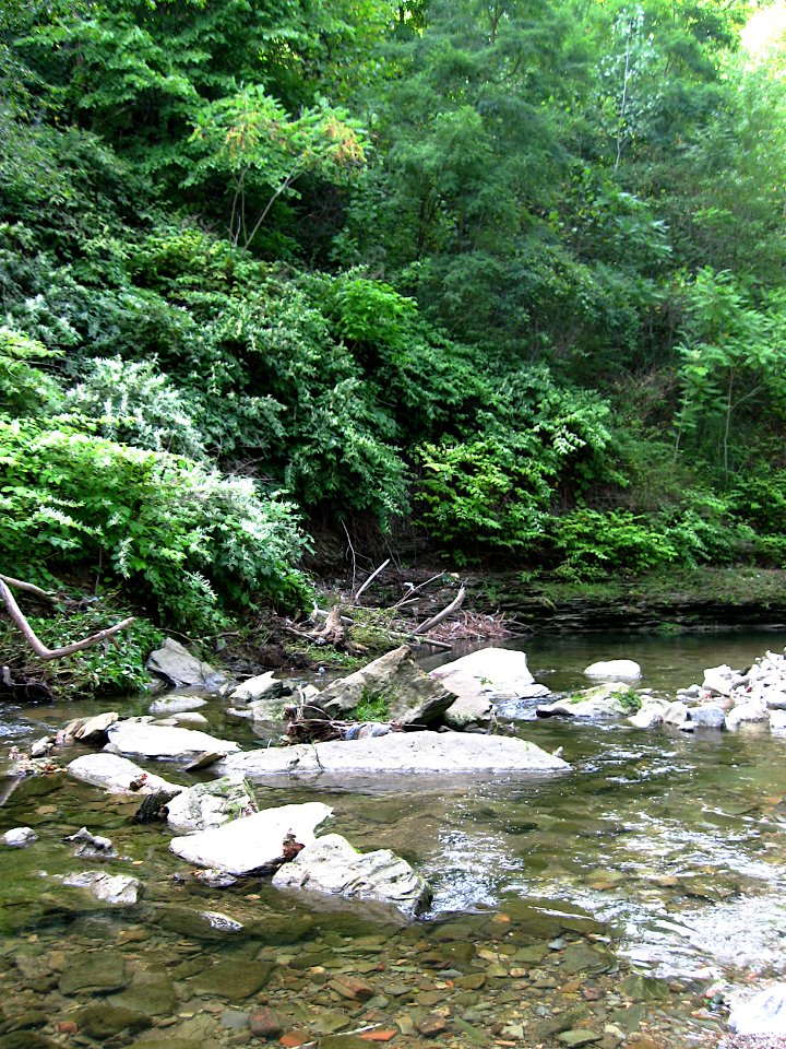 Saw Mill Run, Seldom Seen, 2020-08-30, 01