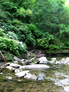 Saw Mill Run, Seldom Seen, 2020-08-30, 01