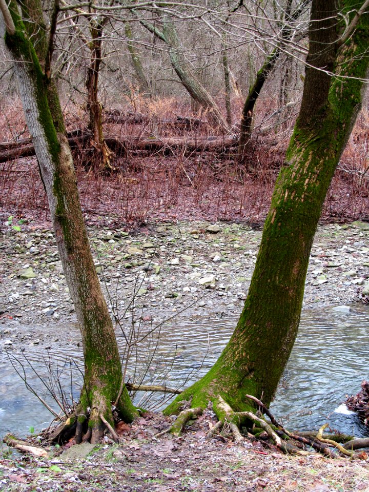 Saw Mill Run, Seldom Seen, 2021-01-02, 02