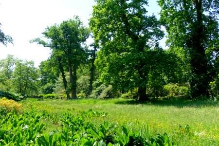 Savill Garden - Windsor Great Park, England - DSC06096