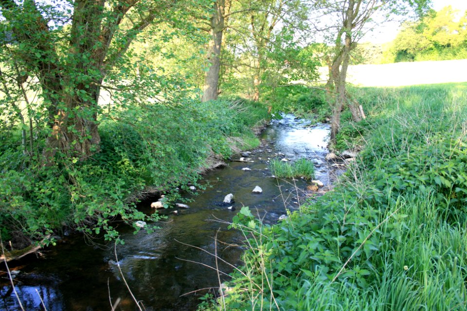Saynbach near Maxsain