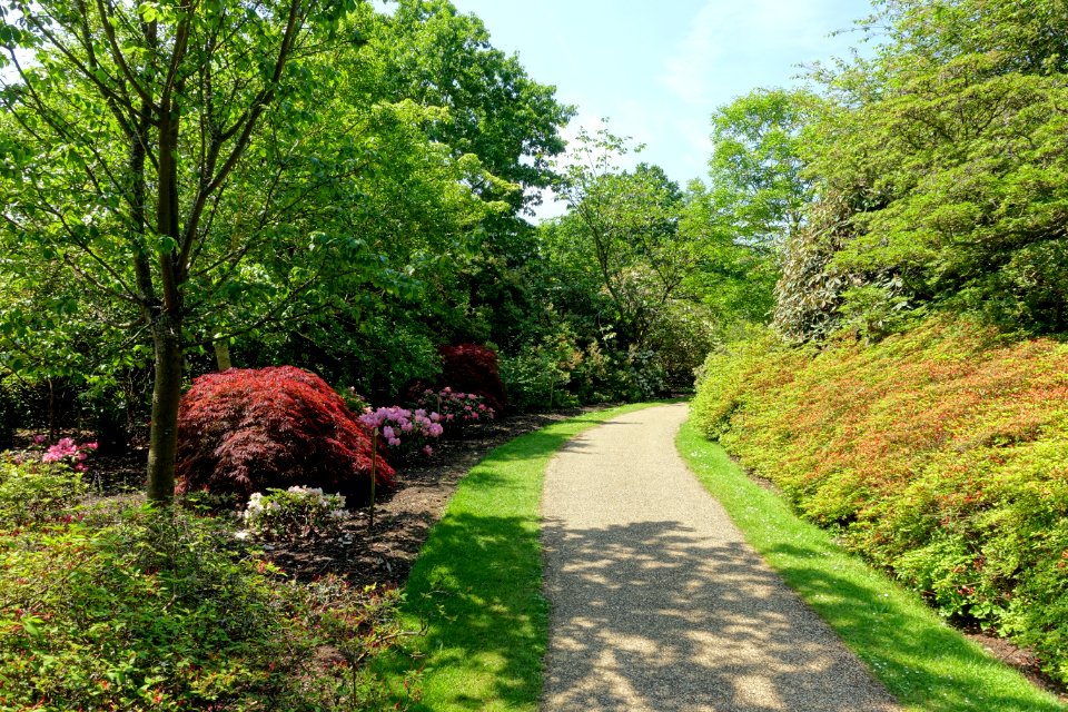 Savill Garden - Windsor Great Park, England - DSC06272