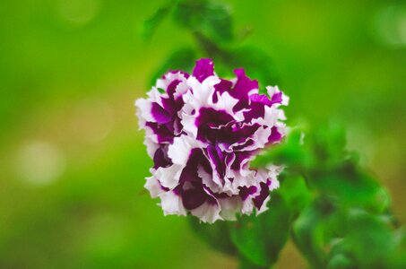 Purple flower blossom garden photo