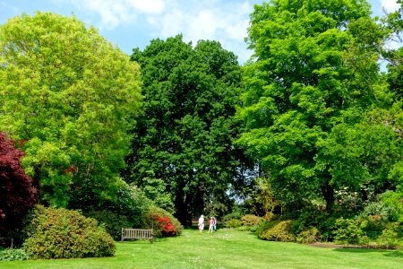 Savill Garden - Windsor Great Park, England - DSC06420