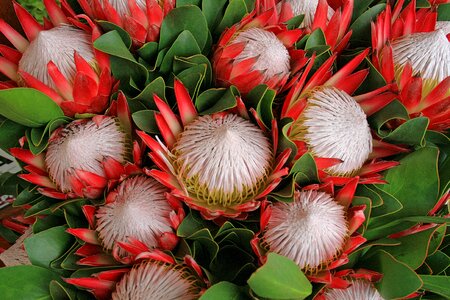 Pink plant africa photo