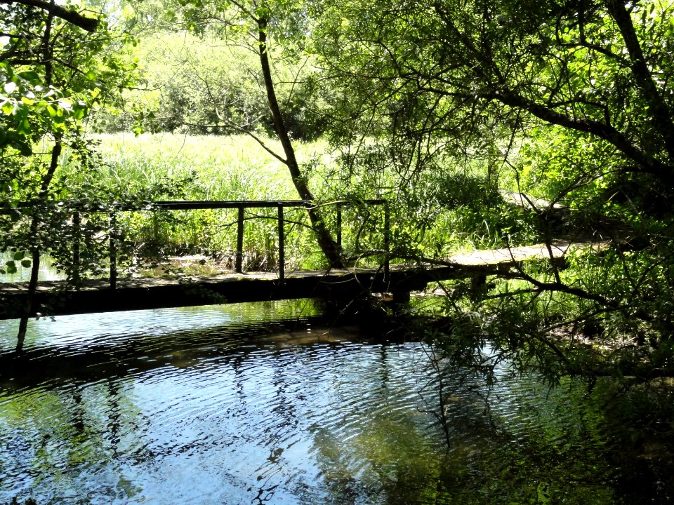 Saucourt, marais des Grands Prés (02)