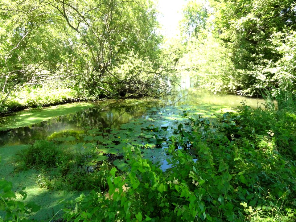 Saucourt, marais des Grands Prés (01)