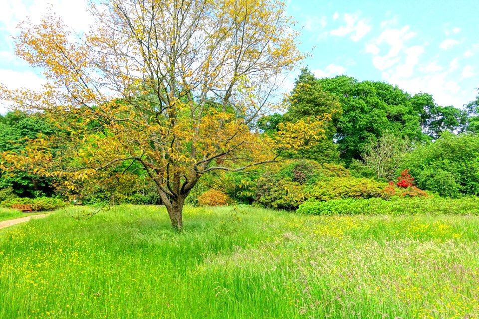 Savill Garden - Windsor Great Park, England - DSC06354