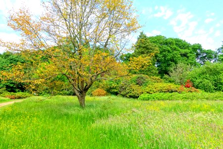 Savill Garden - Windsor Great Park, England - DSC06354