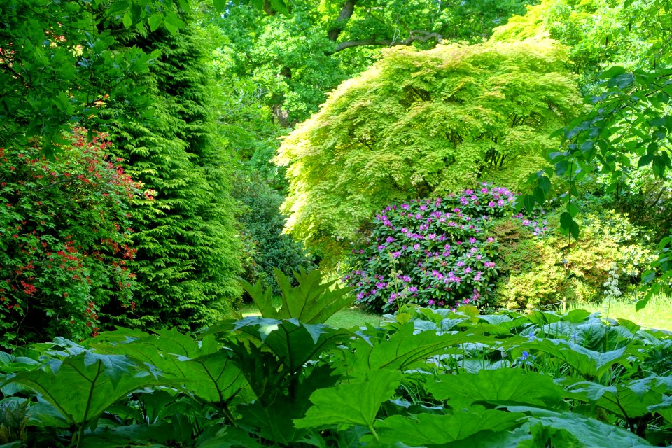 Savill Garden - Windsor Great Park, England - DSC06446
