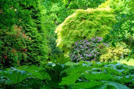 Savill Garden - Windsor Great Park, England - DSC06446