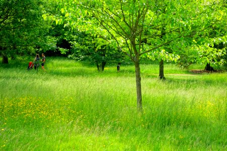Savill Garden - Windsor Great Park, England - DSC06382