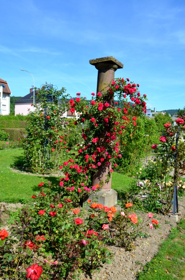 Saverne, Roseraie (6)