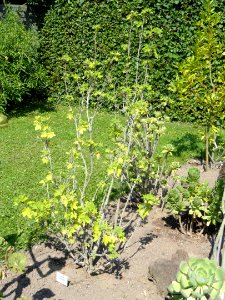 Saviniona acerifolia - Botanischer Garten, Frankfurt am Main - DSC03157