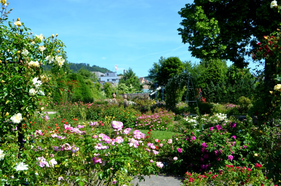 Saverne, Roseraie (5)
