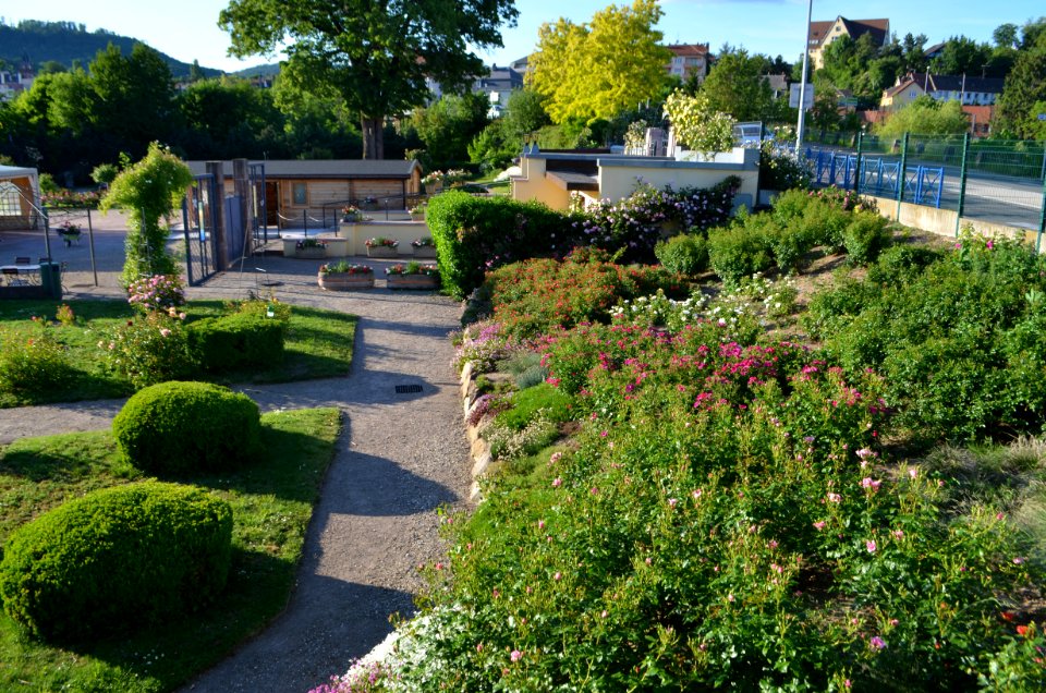 Saverne, Roseraie (10)