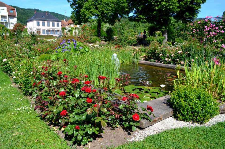 Saverne, Roseraie (8)