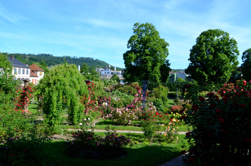Saverne, Roseraie (3)