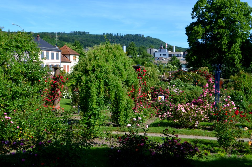 Saverne, Roseraie (2)